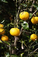 Wall Mural - Yuzu orange fruits