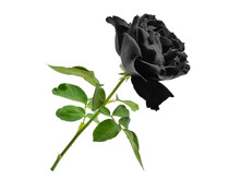 Black Rose With Leaf Isolated On White Background