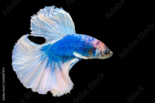Half Moon Tail Blue Navi White Platinum Betta Siamese Fighting Fish In Action Over Black Background With Clipping Path Buy This Stock Photo And Explore Similar Images At Adobe Stock