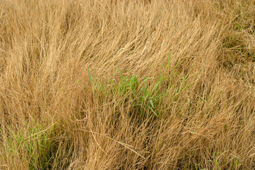 green grass between dry grass