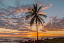 Palm Tree And Orange Sunset Over The Ocean
