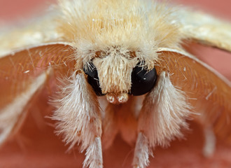 macro photo of head of cute yellow moth isolated on background