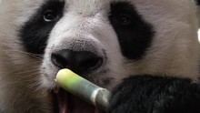 Portrait Of Giant Panda (Ailuropoda Melanoleuca) Eating Bamboo