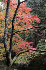 Wall Mural - Autumn Leaves in Kyoto, Japan