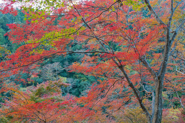 Wall Mural - Autumn Leaves in Kyoto, Japan