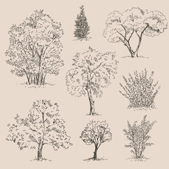Hand drawn tree sketches set. Vector illustration.