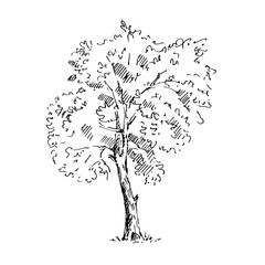 hand drawn tree. sketch. vector illustration.