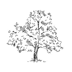 hand drawn tree. sketch. vector illustration.
