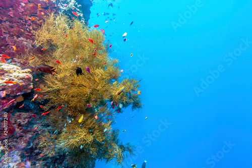 Zdjęcie XXL Koralowy ogród w Karaiby