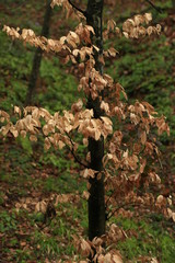 Wall Mural - Dried tree leaf