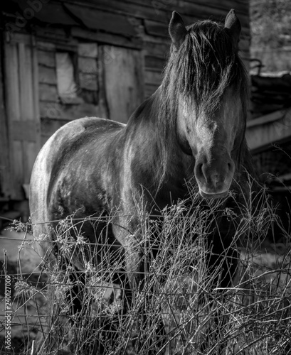 Beautiful Black Horse With Long Hair Buy This Stock Photo And