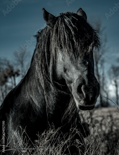 Beautiful Black Horse With Long Hair Buy This Stock Photo And