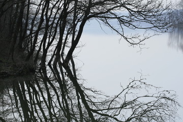 Wall Mural - tree in fog