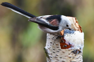 Wall Mural - long-tailed tit or long-tailed bushtit