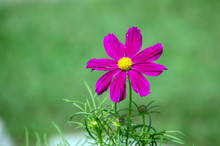 A Pretty Pink Wildflower Against A Nice Green Defocused Background.