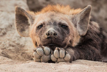 Spotted Hyena 2 Free Stock Photo - Public Domain Pictures