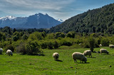 Fototapeta Konie - Patagonia Countryside