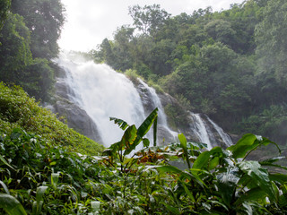 Wall Mural - Wide view of the banana tree forest near Wachirathan falls on a cloudy day. Chom Thong, Chiang Mai, Thailand. Travel and nature.