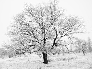 Winter oak tree on snowy field 2