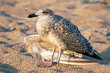 Herring Gull (Larus argentatus), injured