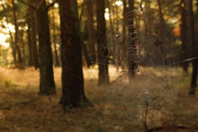 Spider Sits On A Web In A Bright Yellow Sunny Day In A Pine Forest