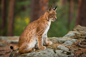 Junger Luchs sitzt im herbstlichen Wald