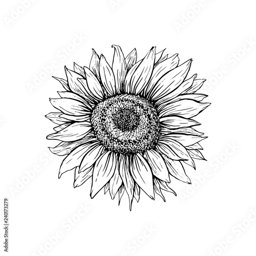 Download Sunflower hand drawn vector illustration. Floral ink pen ...