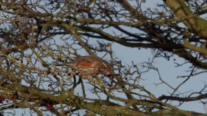 Sticker - Redwing, Turdus iliacus single bird on hawthorn berries, Warwickshire