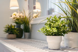 Fototapeta  - Artificial flower vase decoration in modern Living room. Detailed of modern living room interior design with artificial plants in flowerpots.