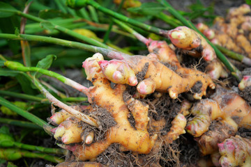 fresh ginger plant farm harvest ginger root plant on agricultural area