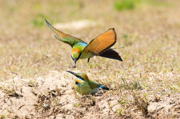 rainbow bee eater being fed, new south wales, australia.