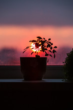 Murraya Plant In A Pot Stands On A Window Sill Against The Background Of A Sunset, A Red Sun, In The Winter Weary Windows. The Silhouette Of The Plant On The Window, The Cozy Atmosphere Of The House.