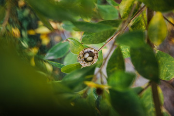 tiny hummingbird eggs in nest 