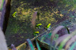 Green Mantella Frog in pond