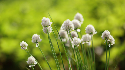 Wall Mural - White ball-headed flowers