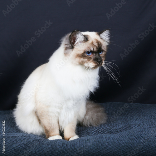 Chat Chaton Animal De Compagnie Animal Blanc Joli Domestique Persan Fourrure Chat Duveteux Adorable Isole Yeux Portrait Bleu Jeune Bebe Animal De Compagnie Race Mammifere Oeil Ble Stock Photo Adobe Stock Chat Chaton Animal De Compagnie Animal Blanc Joli Domestique Persan Fourrure Chat Duveteux Adorable Isole Yeux Portrait Bleu Jeune Bebe Animal De Compagnie Race Mammifere Oeil Ble Stock Photo Adobe Stock