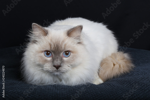 Chat Chaton Blanc Animal De Compagnie Animal Joli Felidae Chat Fourrure Domestique Jeune Adorable Duveteux Persan Bleu Portrait Oeil Bleu Yeux Beau Bebe Ragdoll Mammifere Neva P Stock Photo Adobe Stock Chat Chaton Blanc Animal De Compagnie Animal Joli Felidae Chat Fourrure Domestique Jeune Adorable Duveteux Persan Bleu Portrait Oeil Bleu Yeux Beau Bebe Ragdoll Mammifere Neva P Stock Photo Adobe Stock