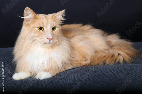 Chat Chaton Blanc Animal De Compagnie Animal Joli