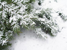 Snowbound Branch Of Fir, Snow Background