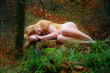 Reizendes junges Mädchen liegt nackt auf im Wald auf einem abgesägten Baumstumpf, bedeckt mit ihren langen roten Haaren