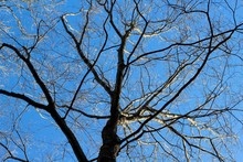 Under The Bare Tree Branches With A Bright Blue Sky.