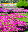 In cozy home garden on summer./ Vivid flower and plant decoration in cozy home flower garden on summer. 
