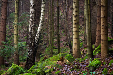 Beautiful coniferous mountain forest in the fog. Natural background.