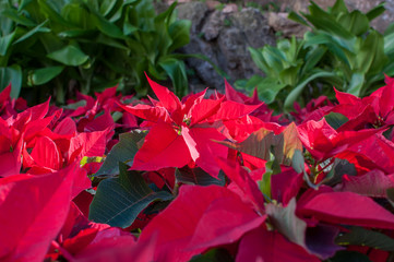 Wall Mural - Christmas flower poinsettia side view