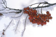 Berry rowan red and black, leaves and branches of trees under the snow.December 2018.Russia.