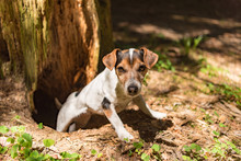 Cute Jack Russell Terrier Hunting Dog Is Looing Out Of A Cave