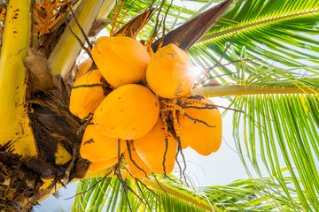 Yellow coconuts on a coconut tree in Mauritius island.