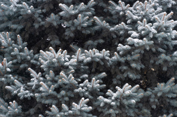 Snow lies on the branches of the Christmas tree