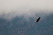 Bald eagle soars along a hillside during a cloudy and foggy/misty day in coeur d'alene idaho