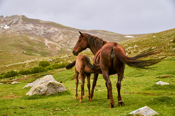 Small brown horse eating from his mother on green meadow in high mountains of Corsica GR20